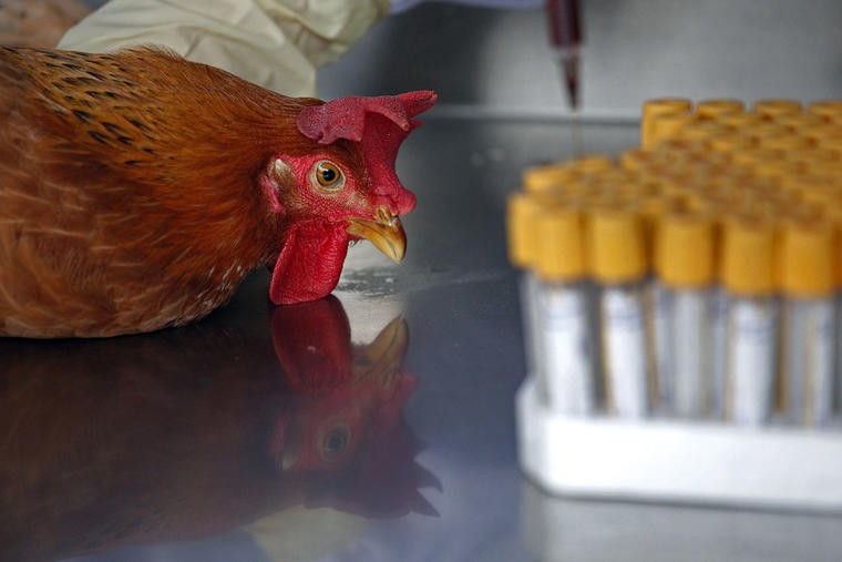Recomendaciones ante la detección de caso de influenza aviar en Puan