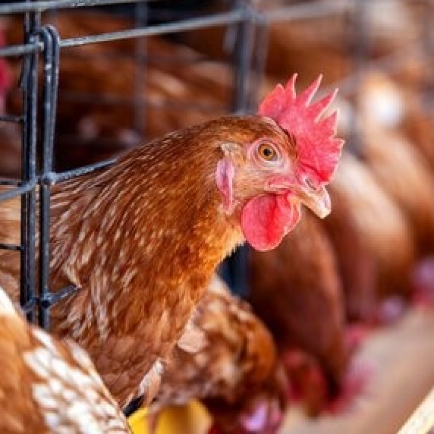 Aparecieron casos de gripe aviar en Jujuy y Uruguay: se aguarda un anuncio oficial con detalles