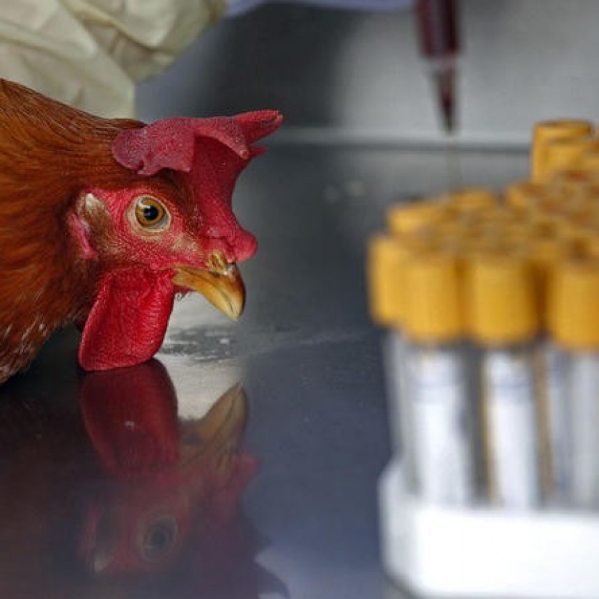 Recomendaciones ante la detección de caso de influenza aviar en Puan