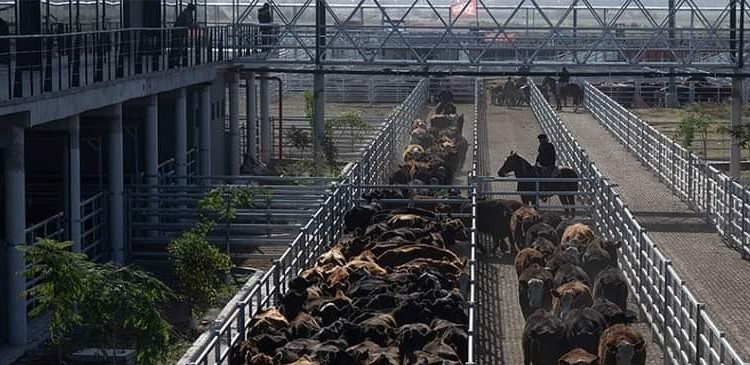 Panorama ganadero: Se desploman los precios de las vacas y con ellos los ingresos de los criadores